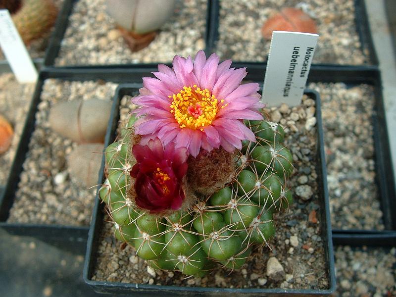 Notocactus uebelmannianus.JPG